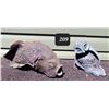 Image 1 : Fish & owl yard decor.