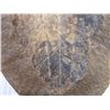 Image 2 : Fossil-cannot authenticate