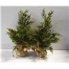 Image 1 : TABLE TOP FIR TREES- SET OF 2