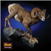 Image 1 : LIFE-SIZE NORTH AMERICAN SHEEP MOUNT