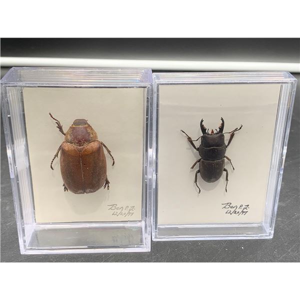 Lot of 2 Pinned Beetles