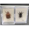 Image 1 : Lot of 2 Pinned Beetles