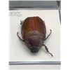 Image 2 : Lot of 2 Pinned Beetles