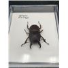Image 3 : Lot of 2 Pinned Beetles