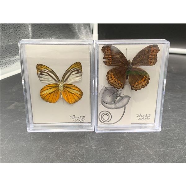 Lot of 2 Pinned Butterflies