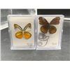 Image 1 : Lot of 2 Pinned Butterflies