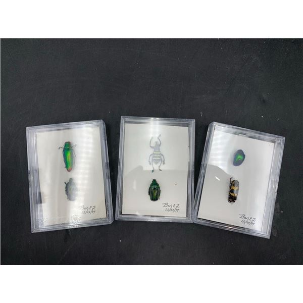 Lot of Pinned Beetles