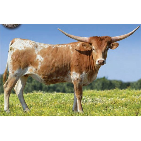 Butterscotch EL