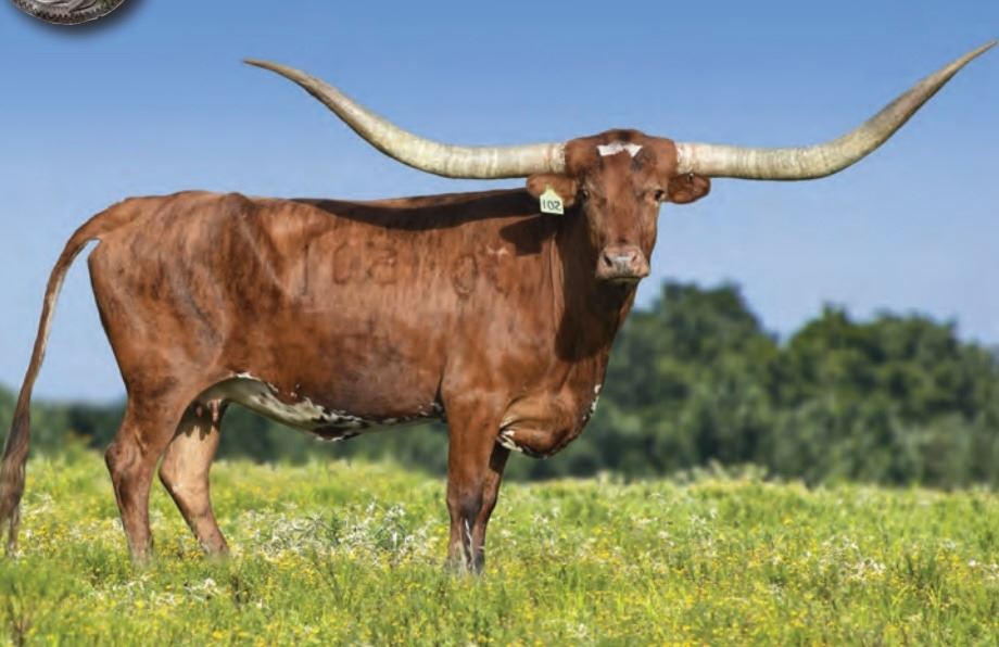 LW SATIN SHEETS Hired Hand Live lw-satin-sheets-hired-hand-live