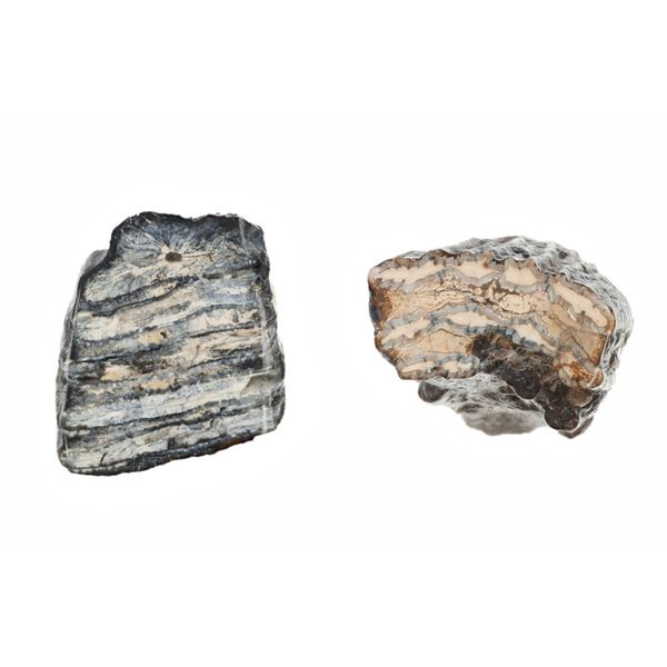 Texas 2lb 6oz Fossilized Woolly Mammoth Teeth