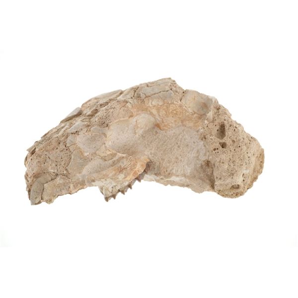Oreodont Skull White River Badlands, South Dakota