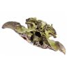 Image 10 : Fossilized MT Occidentalis Bison Skull w/ Painting