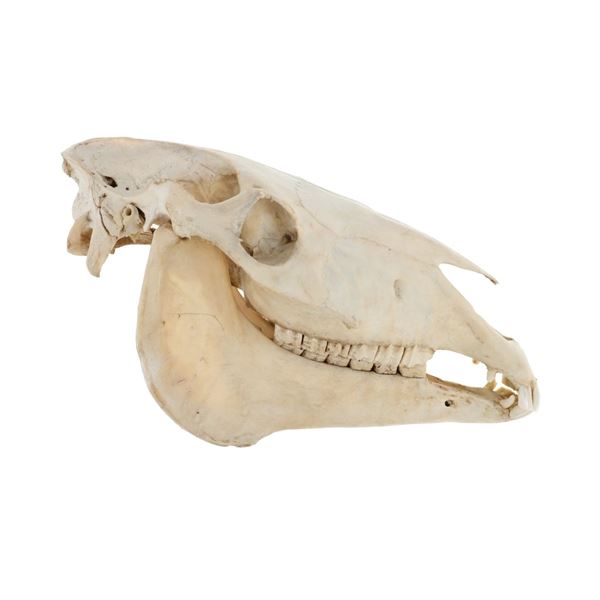 Large Domestic Horse Skull Taxidermy