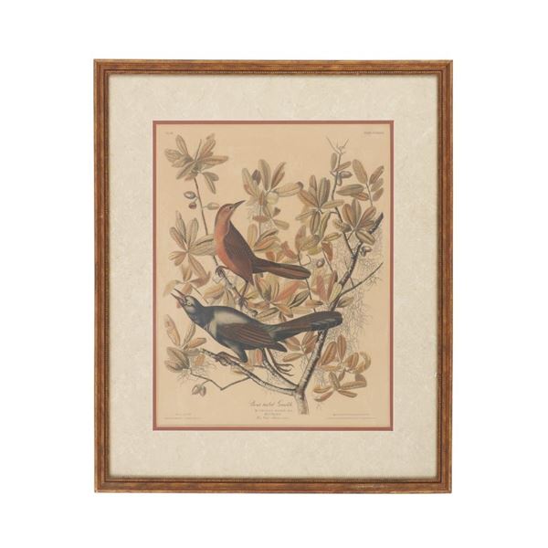 J.J. Audubon "Boat-Tailed Grackle" Colored Litho