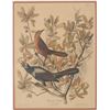Image 2 : J.J. Audubon "Boat-Tailed Grackle" Colored Litho