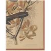 Image 5 : J.J. Audubon "Boat-Tailed Grackle" Colored Litho