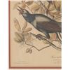 Image 6 : J.J. Audubon "Boat-Tailed Grackle" Colored Litho