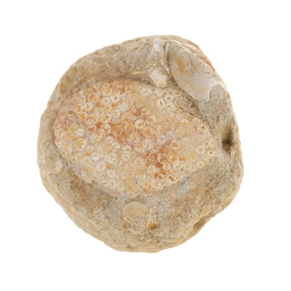 Sedimentary Sea Anemone Preserved Fossil