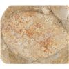 Image 2 : Sedimentary Sea Anemone Preserved Fossil
