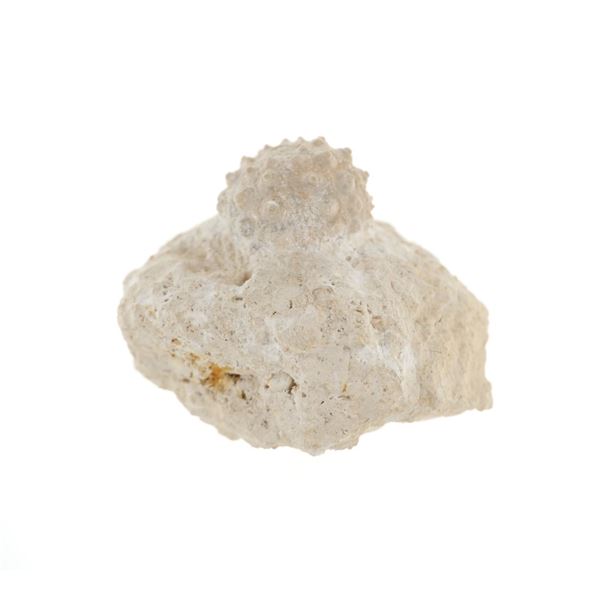 RARE Sedimentary Hemicidaris Intermedia Fossil