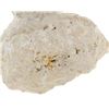 Image 4 : RARE Sedimentary Hemicidaris Intermedia Fossil