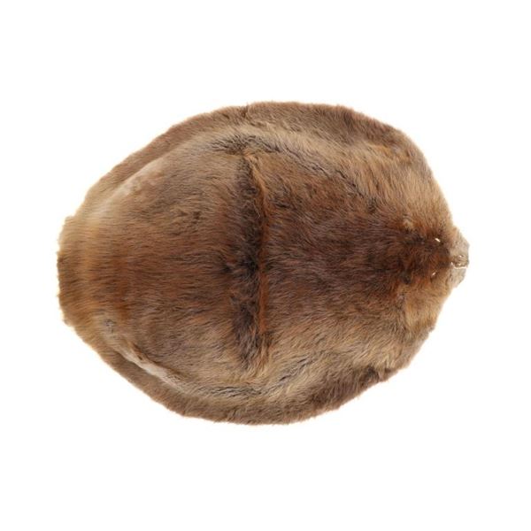 Large Beautiful Tanned Beaver Hide