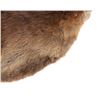 Image 4 : Large Beautiful Tanned Beaver Hide