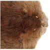 Image 6 : Large Beautiful Tanned Beaver Hide