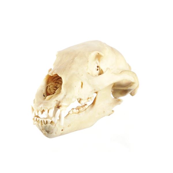 Montana Black Bear Taxidermy Skull
