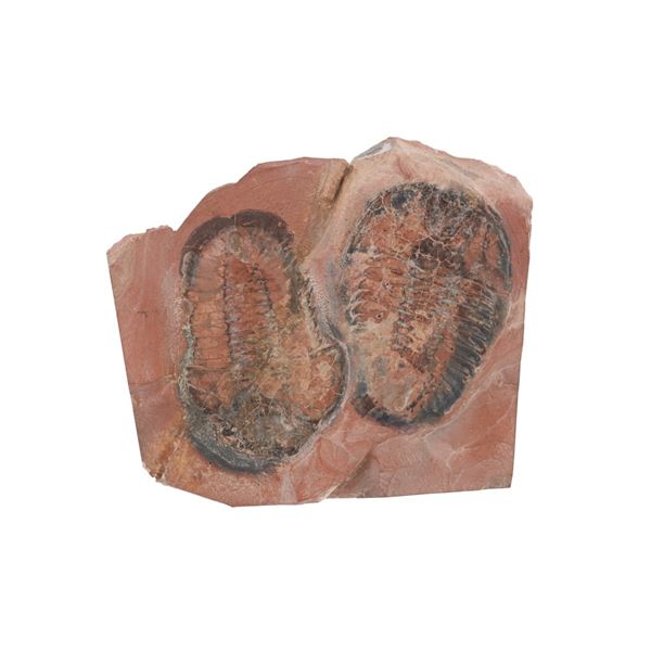 Fossilized Moroccan Trilobites From Permian Age