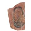 Image 3 : Fossilized Moroccan Trilobites From Permian Age