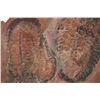 Image 5 : Fossilized Moroccan Trilobites From Permian Age