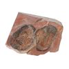 Image 8 : Fossilized Moroccan Trilobites From Permian Age