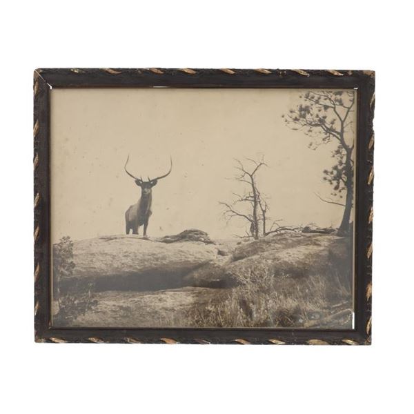 Lordly Monarch of Western Wilds Elk Photo 1904 MT