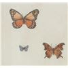 Image 3 : Sandy Scott "Butterflies I" Etching 1970-90s