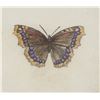 Image 6 : Sandy Scott "Butterflies I" Etching 1970-90s