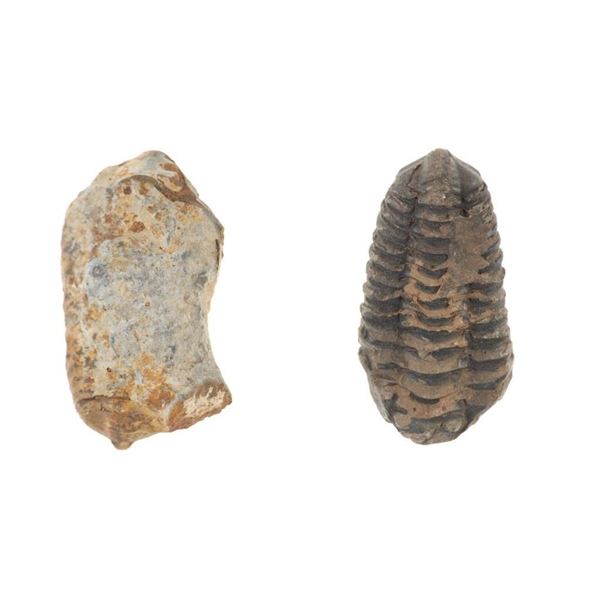 Fossilized Moroccan Trilobites Permian Age (2)