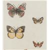 Image 3 : Sandy Scott Limited Ed. Butterfly Etching 1970-90s