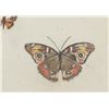 Image 6 : Sandy Scott Limited Ed. Butterfly Etching 1970-90s