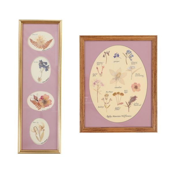 Dried & Framed Rocky Mountain Wildflowers 1980-90s