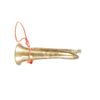 Image 11 : CSA Civil War Brass Bugle Replica