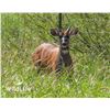 Image 1 : 2.0 Sitatunga Yearlings