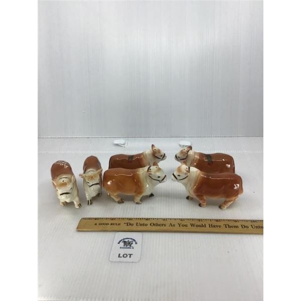 VINTAGE HALTERED POLLED HEREFORD SALT AND PEPPER