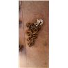 Image 4 : THREE SHORT MEDIUM CHAINS