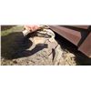 Image 3 : QUANTITY OF SIDING - BROWN