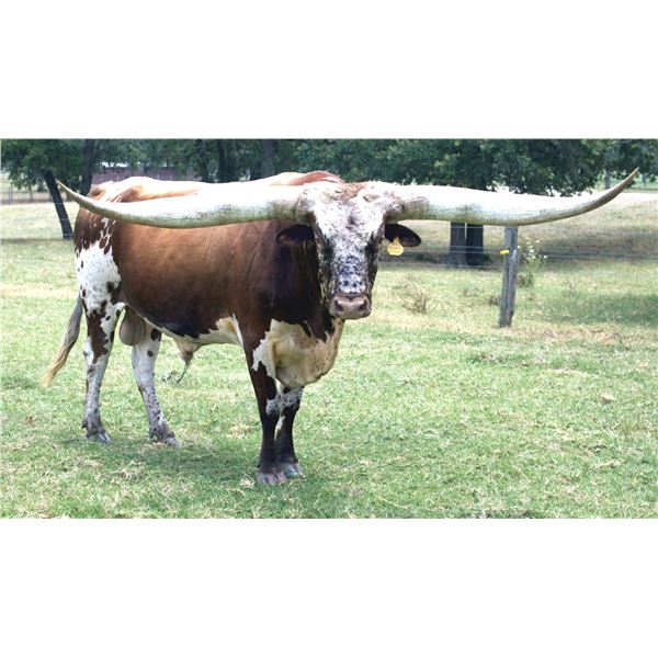 BOR Double Wrangler