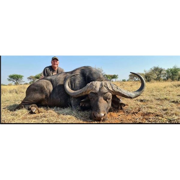 Cape Buffalo Hunt with Wintershoek Safaris