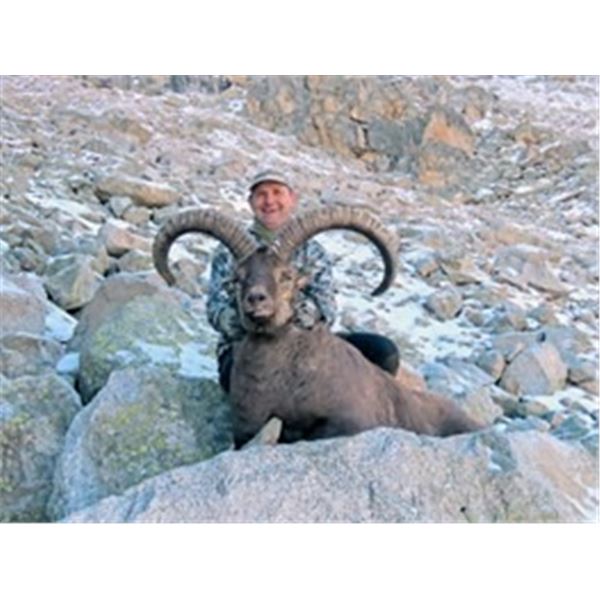 Mid-Caucasian Tur Hunt in Russia