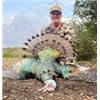Image 2 : 3 Day Oscillated Turkey Hunt in Campeche Mexico with Peninsula Hunters Ltd.
