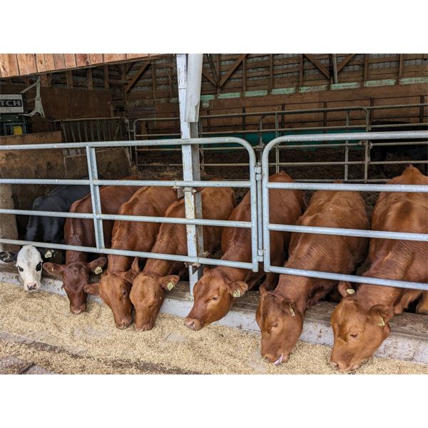 Ferme Belbo senc - 13 Femelles 675 lb
